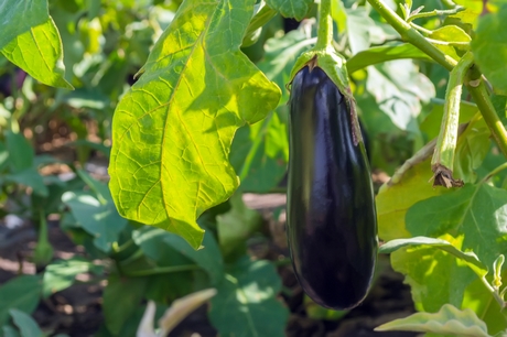 Dreamstime eggplantinfield large