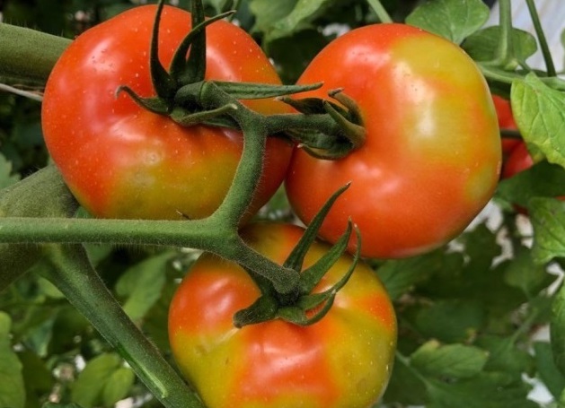 virus rugoso tomate